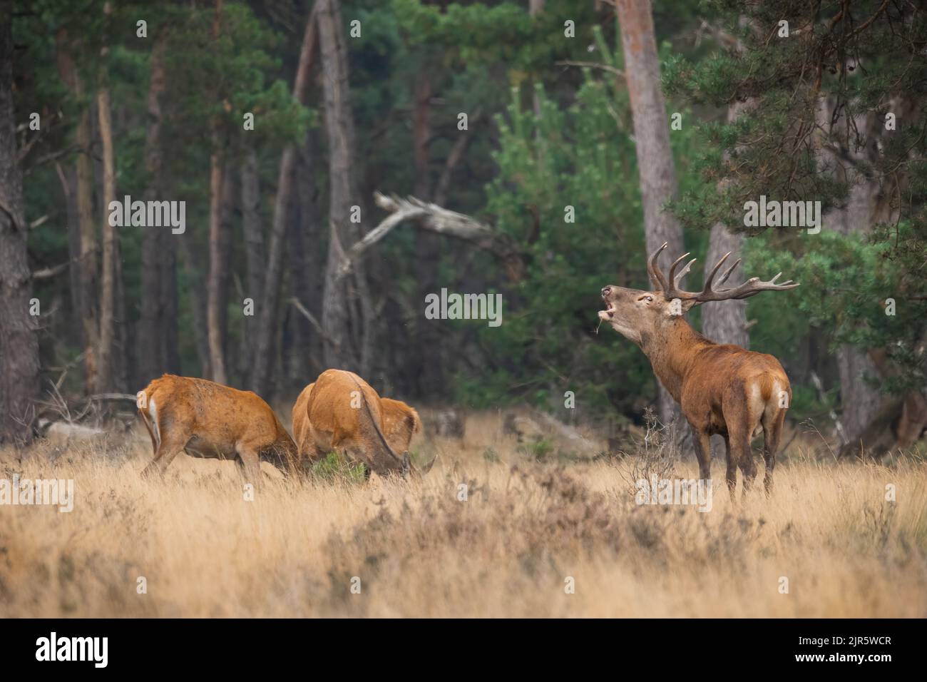 Group of red deer grazing on dry meadow in autumn. Stock Photo