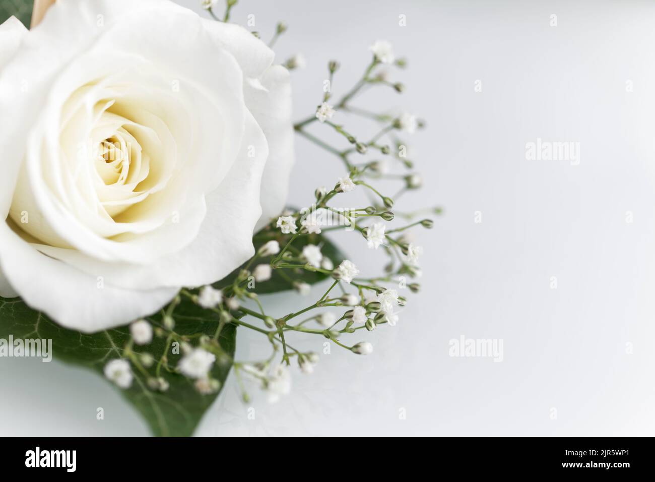White rose with copy space Stock Photo