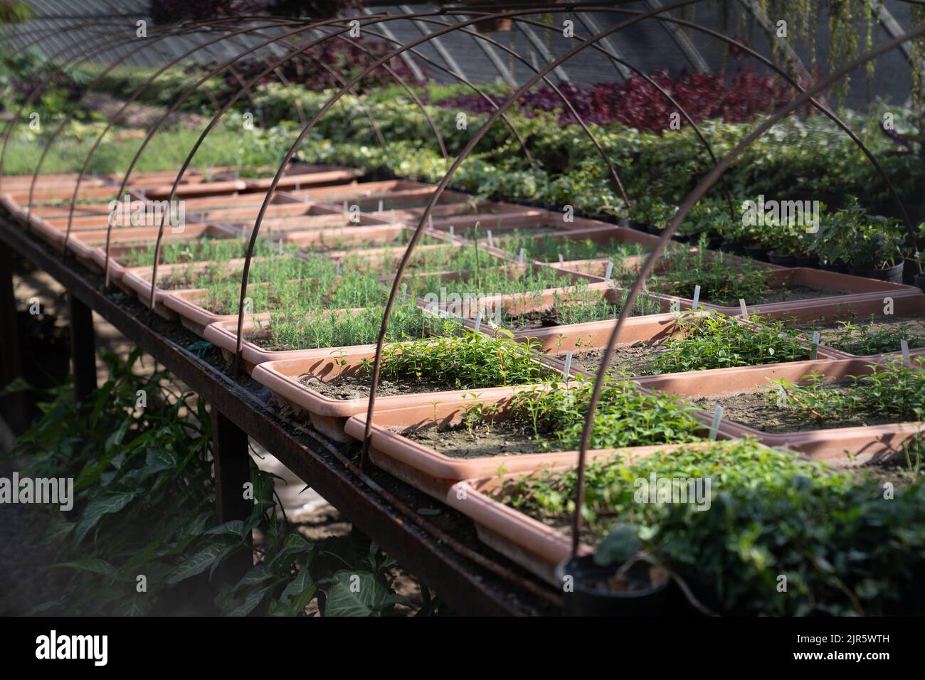 Diversity of nature hi-res stock photography and images - Alamy