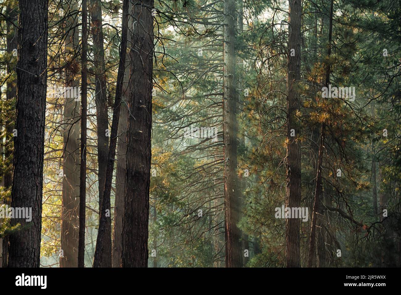 Sunlight in a ponderosa pine forest, Mariposa Grove. Early morning light, Yosemite National Park, California, USA. Stock Photo