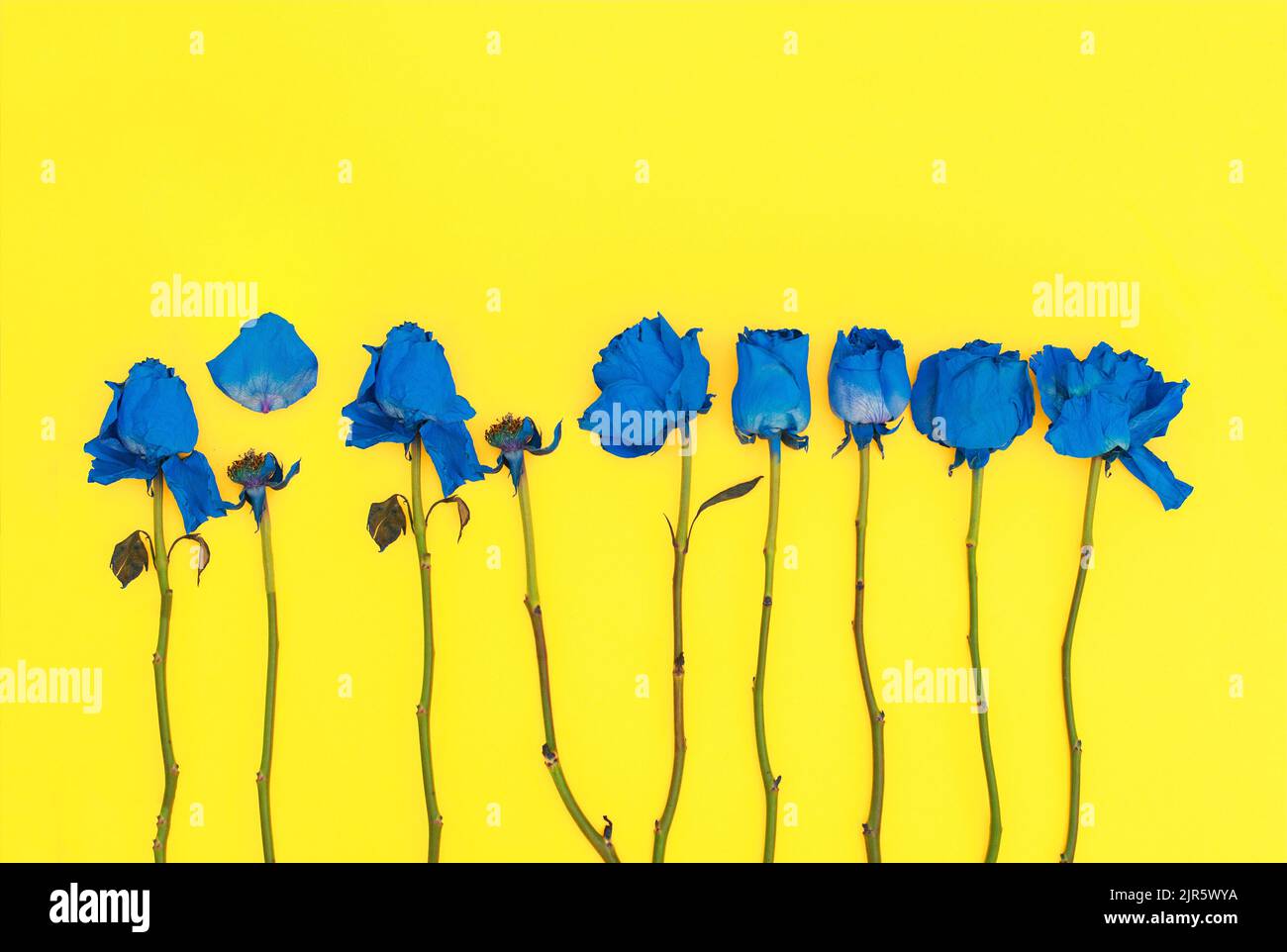 Close up of blue blooming flowers over yellow background. Concept Ukrainian symbol. Stock Photo