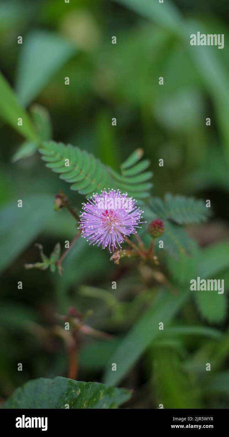 flower of thorn tree Stock Photo Alamy