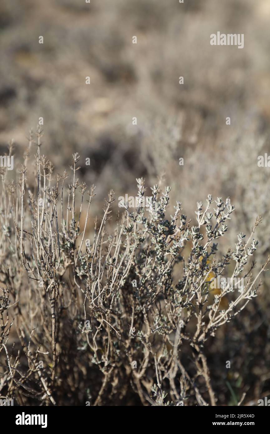 Close-up of Thyme on a rural field. Albacete Stock Photo