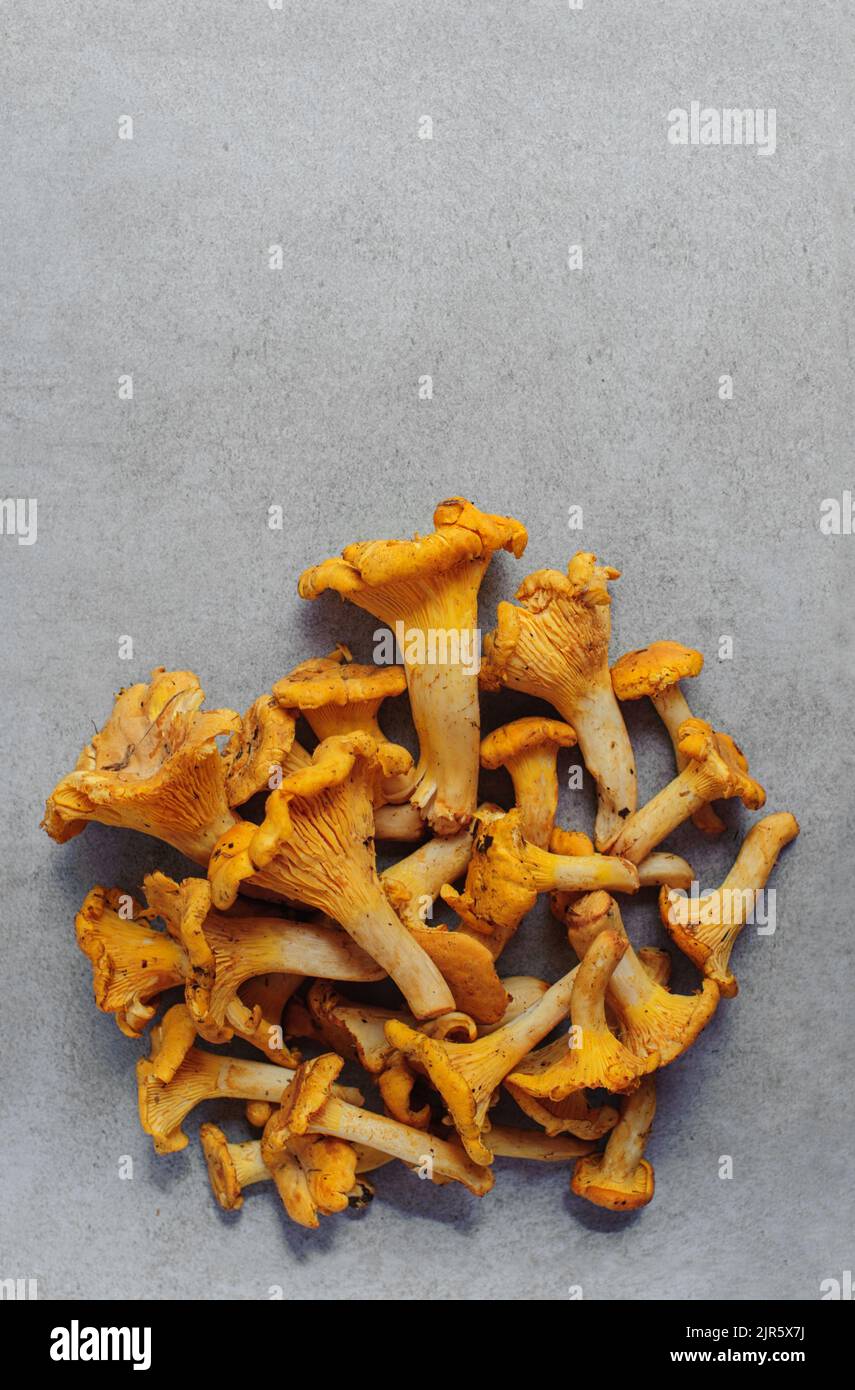 Edible woodland mushroom Chanterelle with a yellow funnel-shaped cap. Nutrition food. Raw mushrooms. Stock Photo