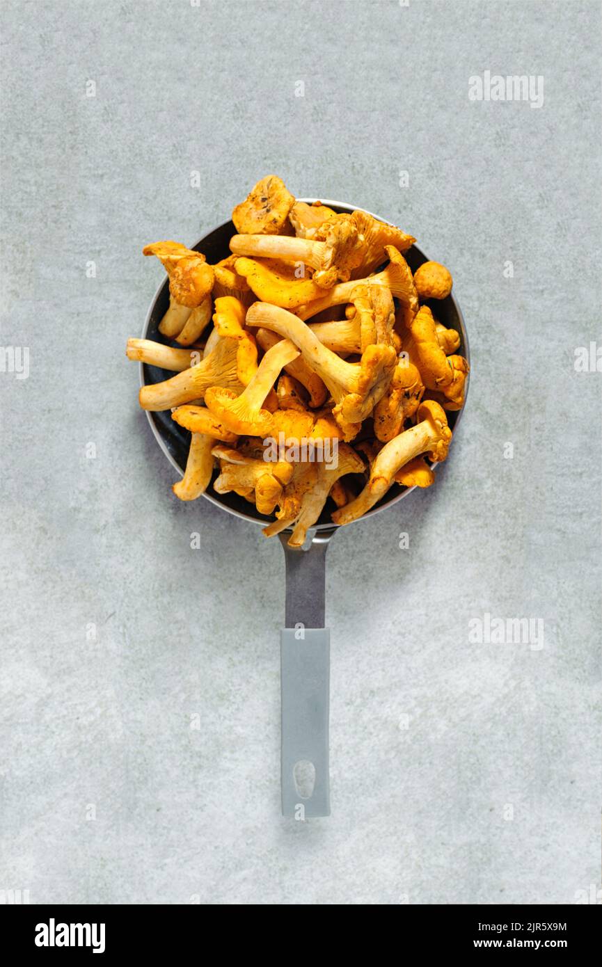 Edible raw woodland mushroom Chanterelle with a yellow funnel-shaped cap. Nutrition food. Raw mushrooms. Stock Photo