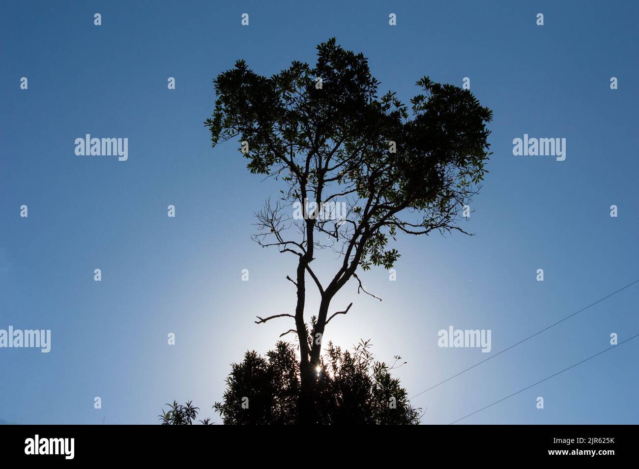 Tree silhouette. Serra da Mantiqueira, Minas Gerais, Brazil. Stock Photo