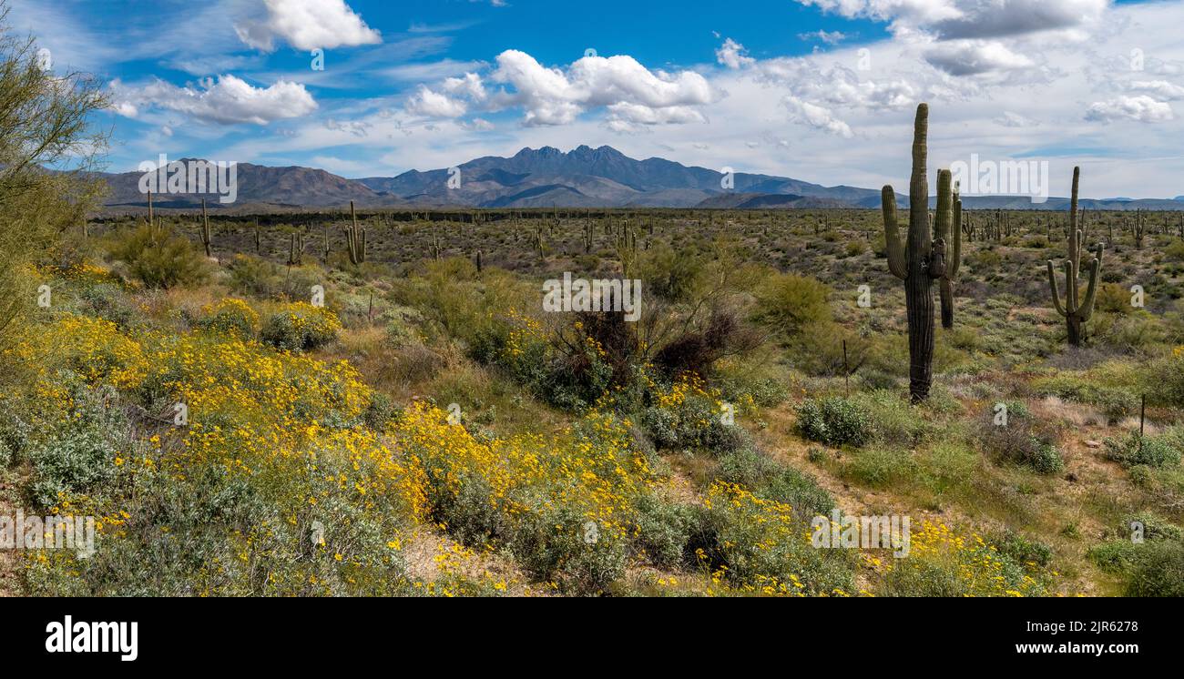 Four Peaks Wilderness Area Tonto National Forest Arizona USA With four-peaks-wilderness-area-tonto-national-forest-arizona-usa-with