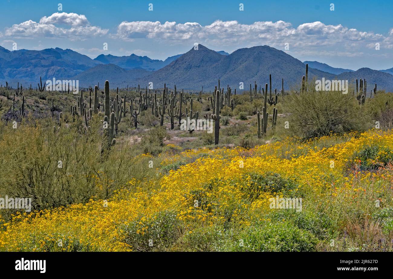 View from Four Peaks Wilderness Area (Tonto National Forest) towards Usery Mountain Regional Park, Arizona, USA. Stock Photo