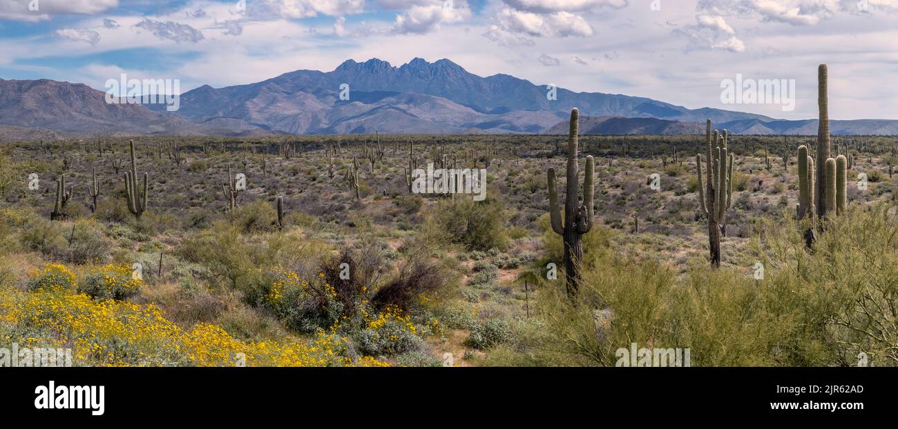 Four Peaks Wilderness Area (Tonto National Forest, Arizona, USA) with Four Peaks in the background. Stock Photo