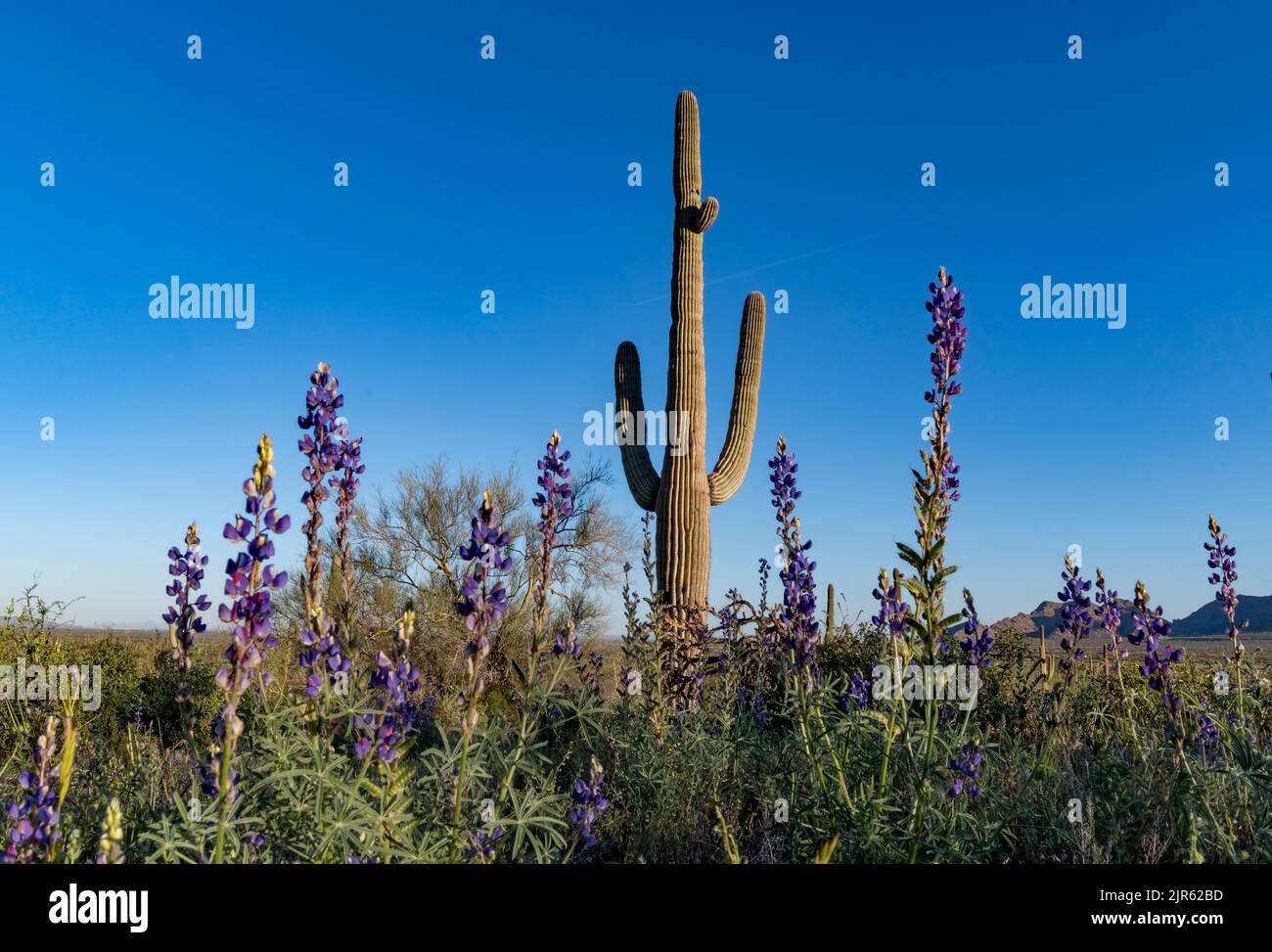 Desert lupines, (Lupinus sparsiflorus) and saguaro cactus in Pichaco Peak State Park (Arizona, USA) in March 2020. Stock Photo