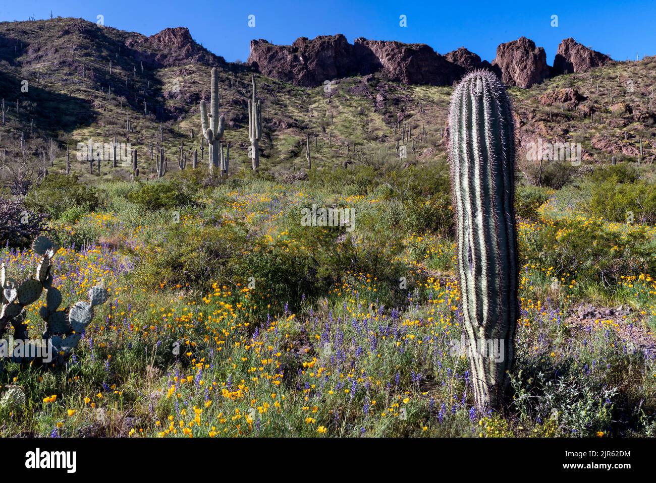 Blooming desert with large population of 'golden poppies' and 'desert lupines' at Picacho Peak State Park (Arizona, USA) in March 2020. Stock Photo