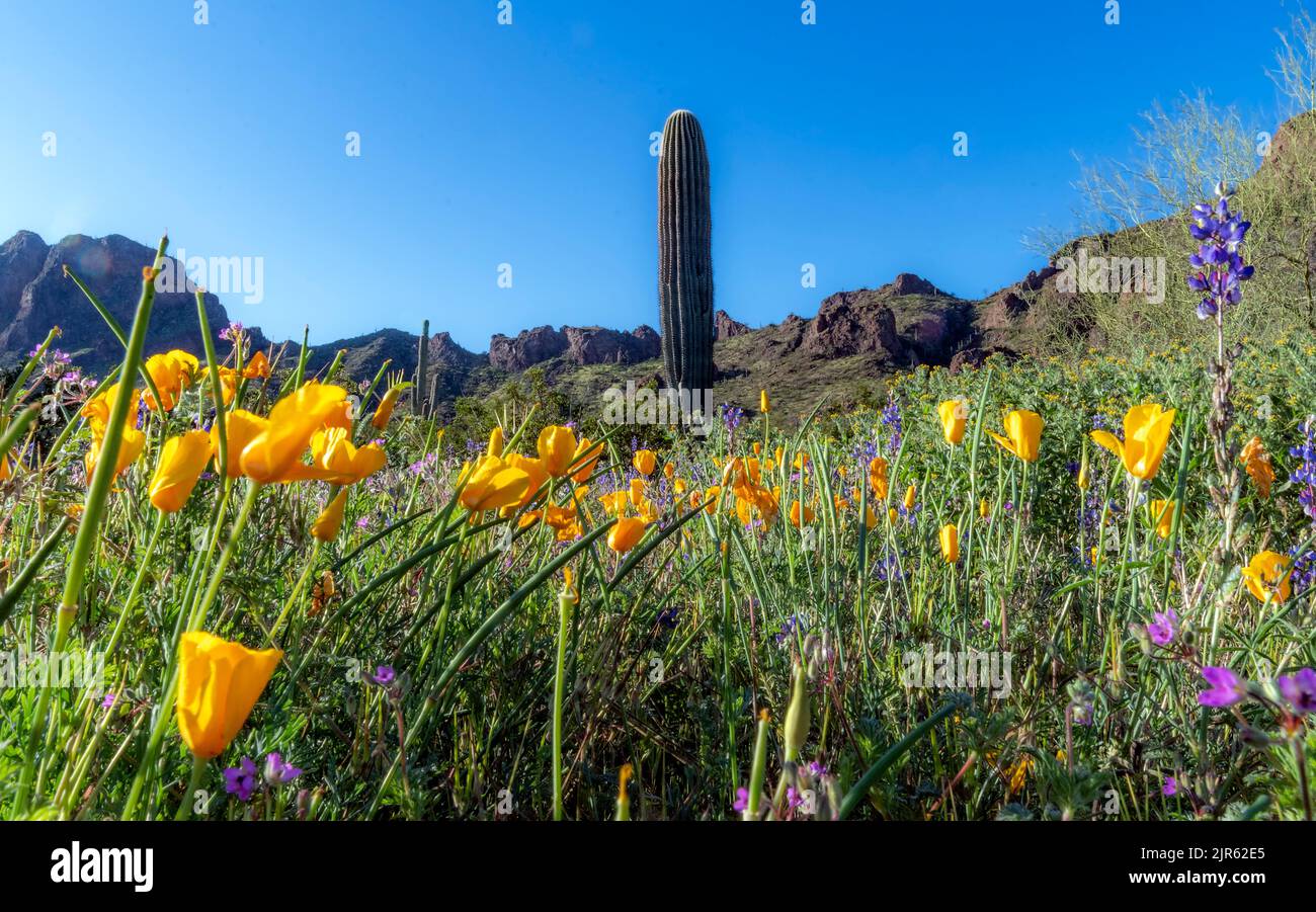 Blooming desert with large population of 'golden poppies' at Picacho Peak State Park (Arizona, USA) in March 2020. Stock Photo