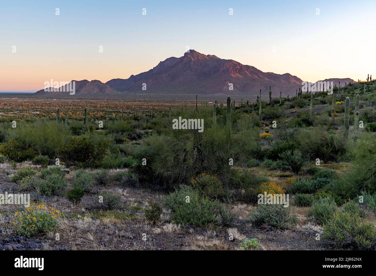 Morning scene from Picacho Peak State Park with cacti and and other desert shrubs. In the background is Newman Peak. March 2020. Stock Photo