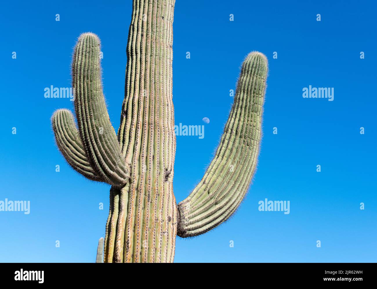Saguaro moon. Lake Pleasant Regional Park, Arizona, USA Stock Photo