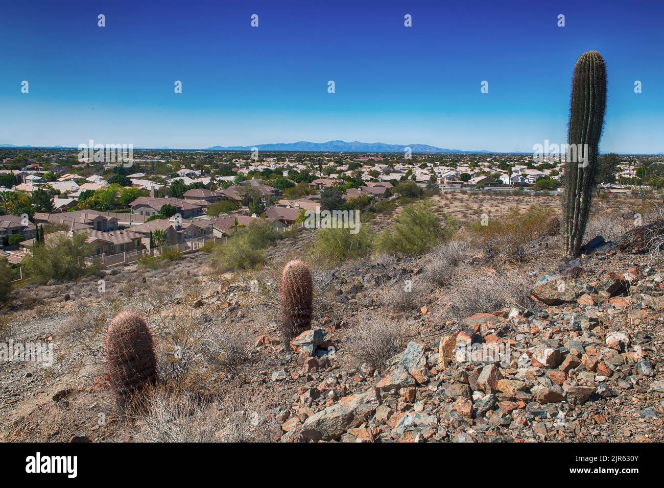 Barrel cacti overlooking the city of Phoenix, Arizona, USA Stock Photo
