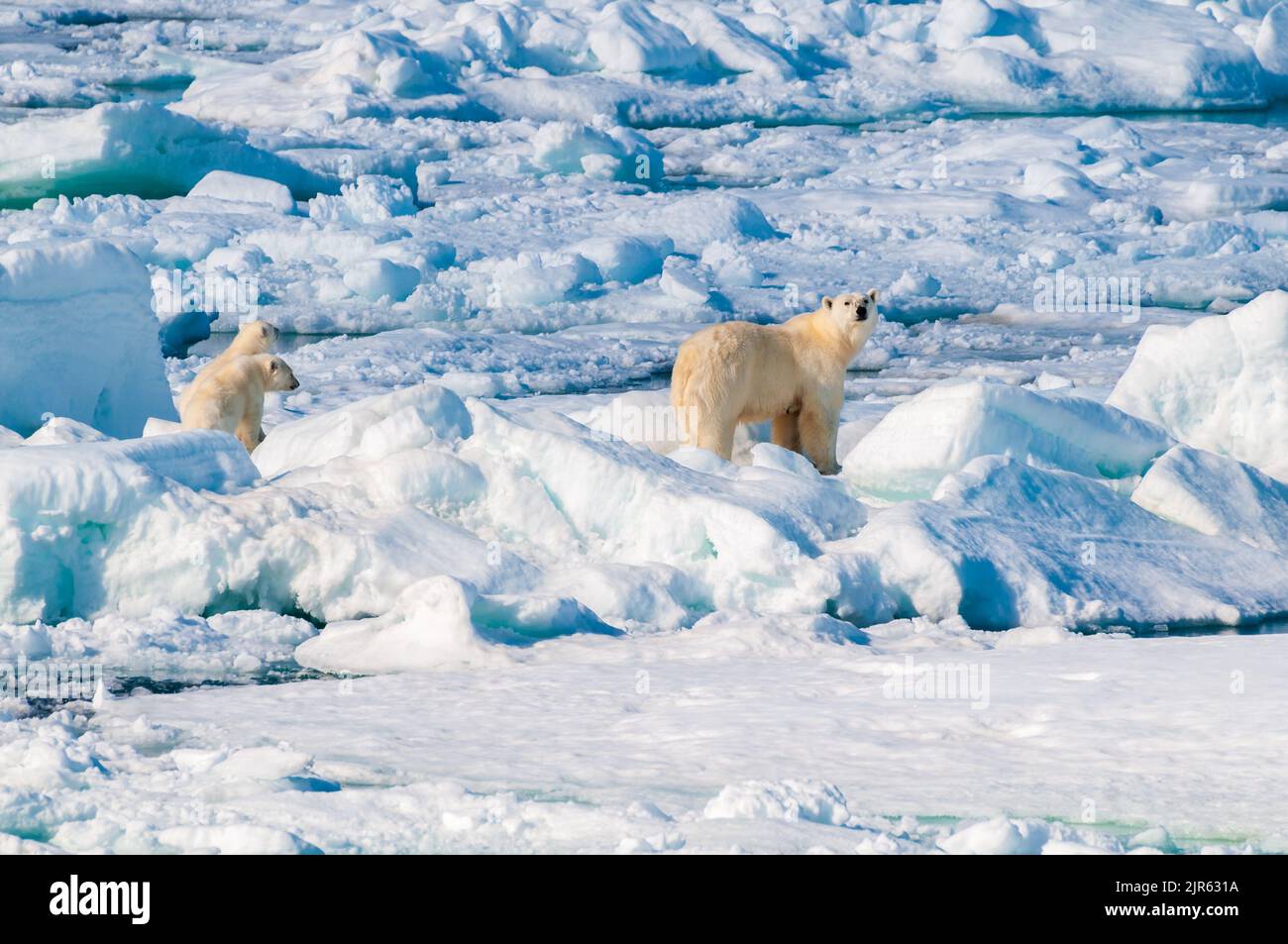 Mother polar bear with two cubs on broken ice pack in Nordaustlandet ...