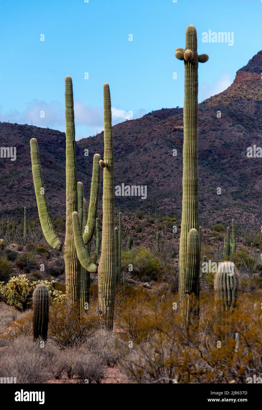Back lit desert landscape with many species of cacti in Organ Pipe