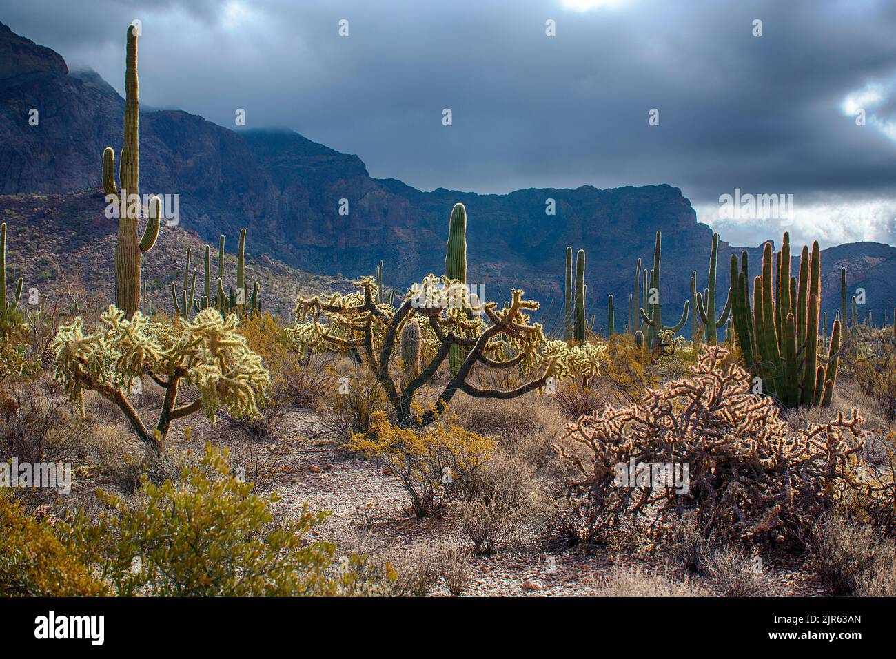 Spectacular desert landscape with many species of cacti  in Organ Pipe Cactus National Monument, southern Arizona. Stock Photo