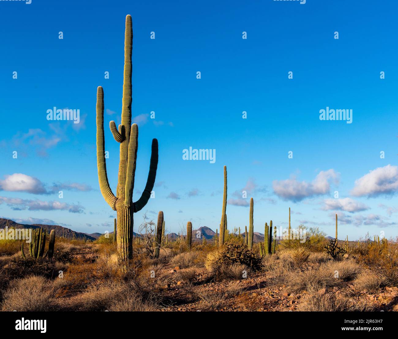Morning in Organ Pipe Cactus National Monument, southern Arizona. Stock Photo