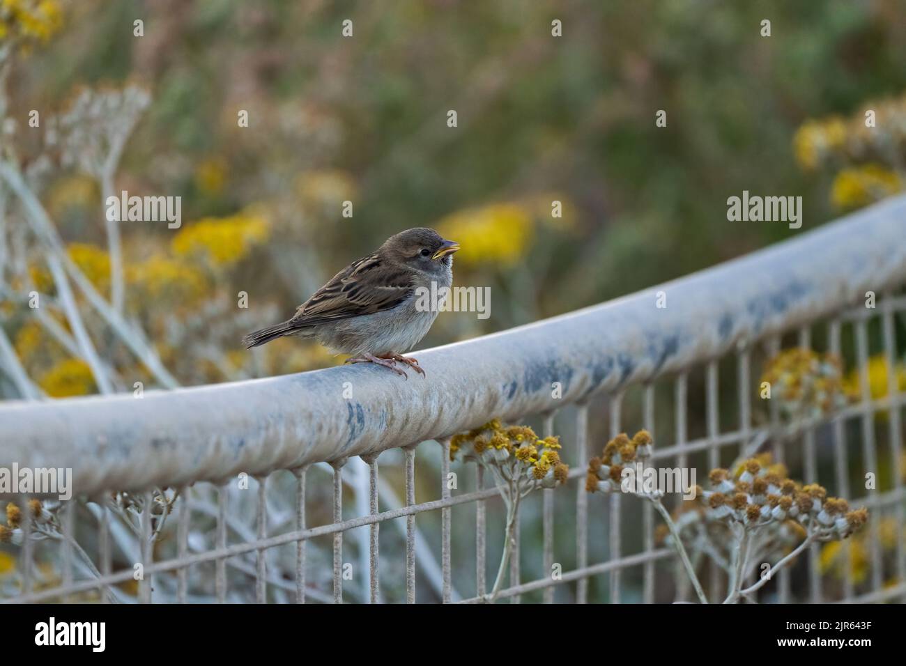Juvenile House Sparrow-Passer domesticus begs for food. Stock Photo