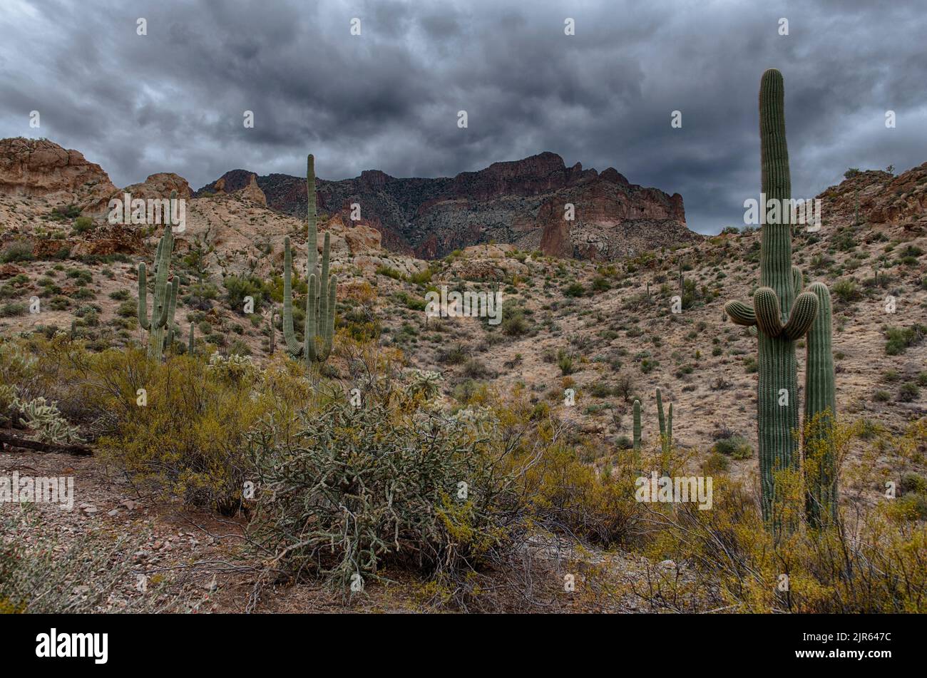 Beautiful desert landscape with cacti vegetaition in The Superstitions, Arizona Stock Photo