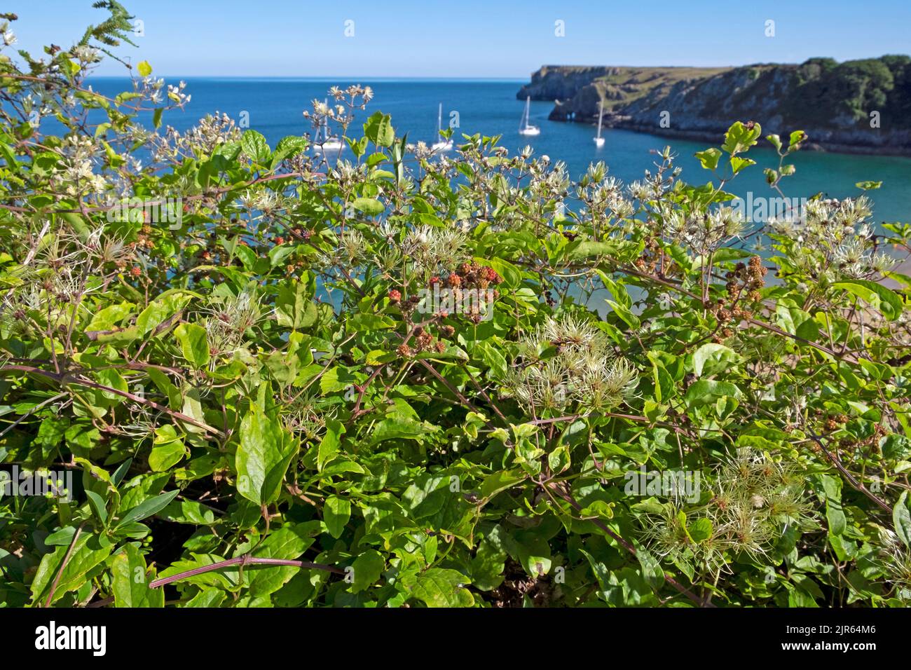Barafundle Bay, Stackpole, Pembrokeshire Wales UK   KATHY DEWITT Stock Photo