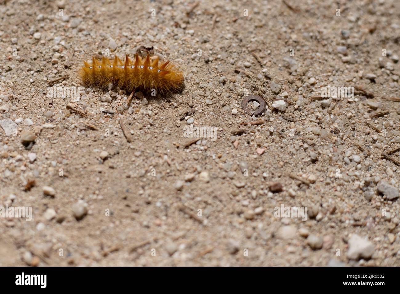 hairy worm walking in the sand Stock Photo