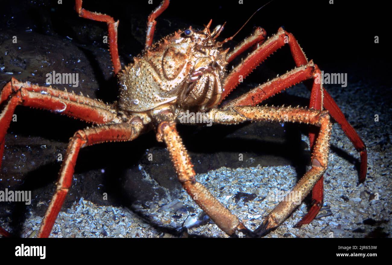 Carrier crab (Paromola cuvieri). Stock Photo