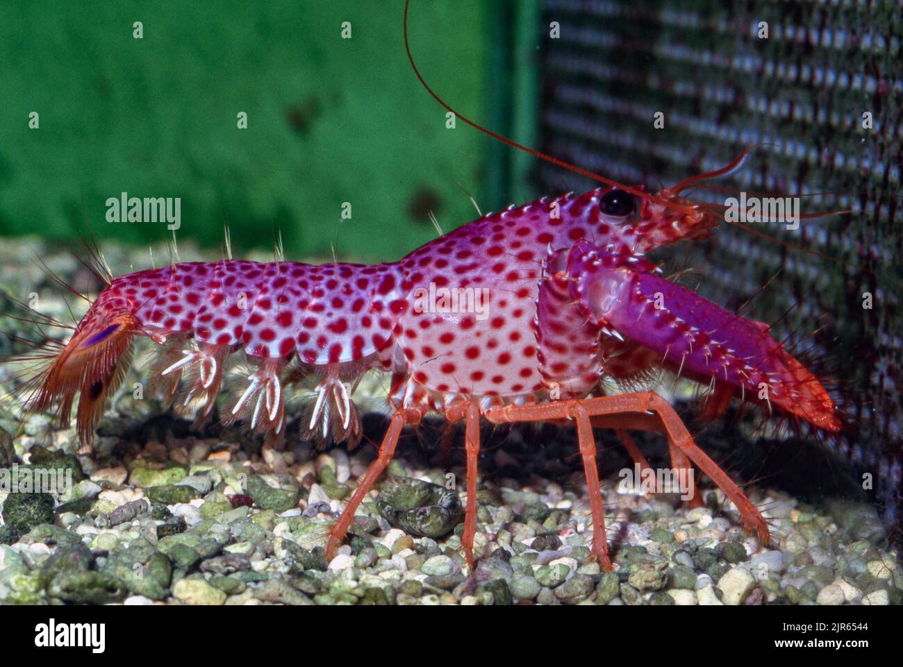 Purple reef lobster (Enoplometopus debelius). Stock Photo