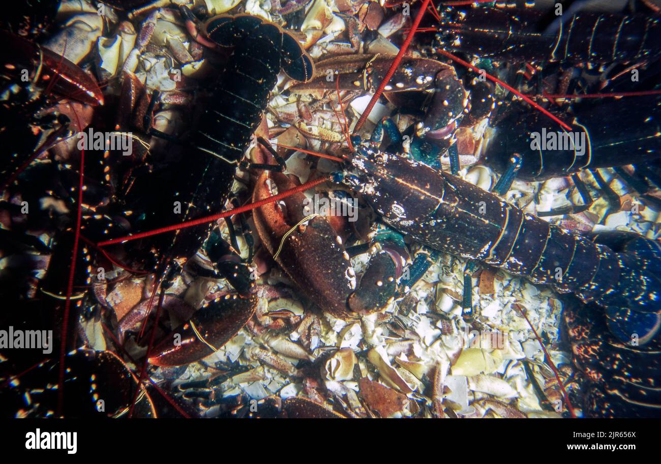 European lobster (Homarus gammarus). Stock Photo