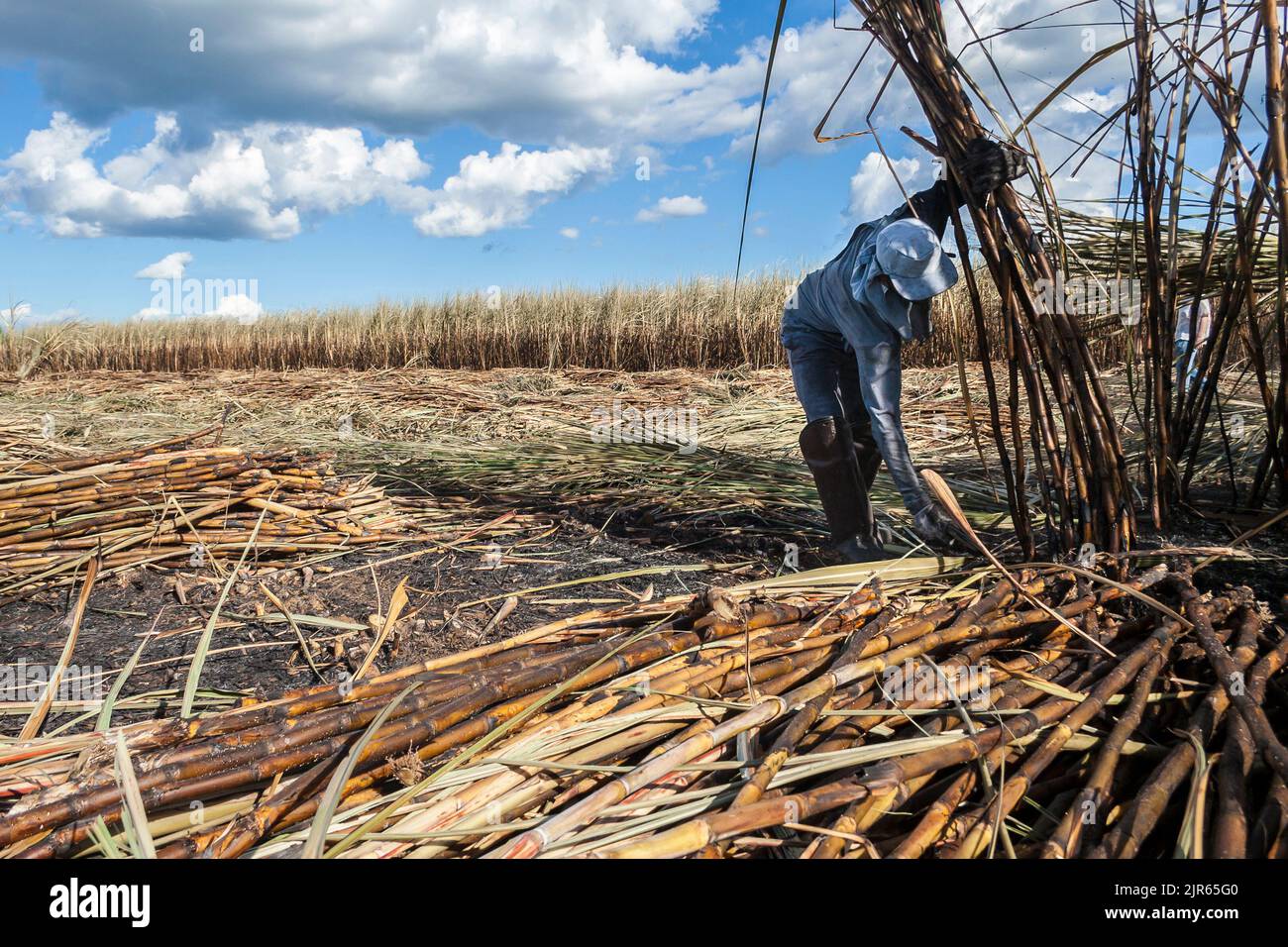 Piracicaba, Sao Paulo, Brazil. April 04, 2008. Manual labour harvest sugar cane on the field in Brazil Stock Photo