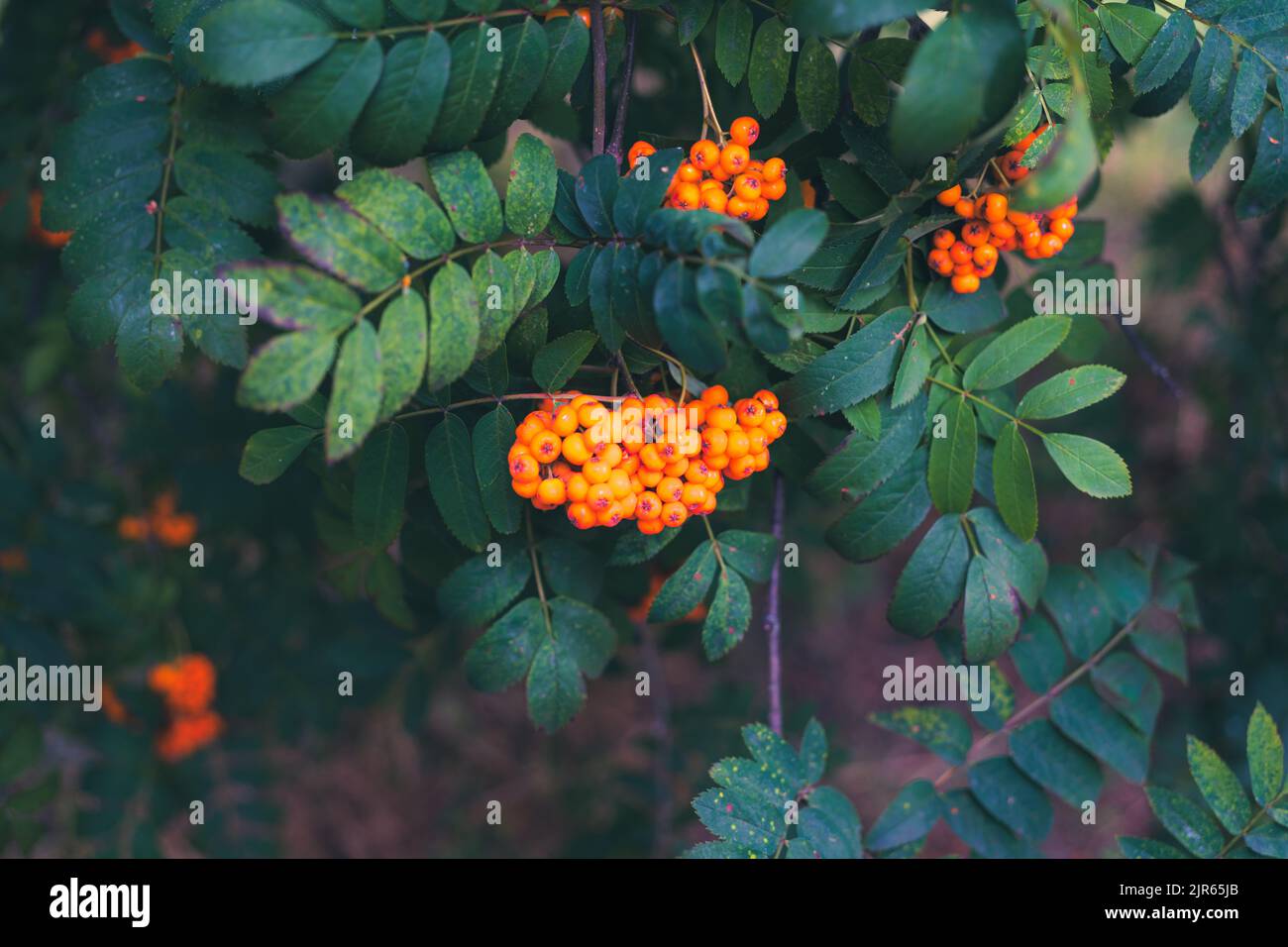 Orange berries in clusters. Sorbus aucuparia, known as the rowan or