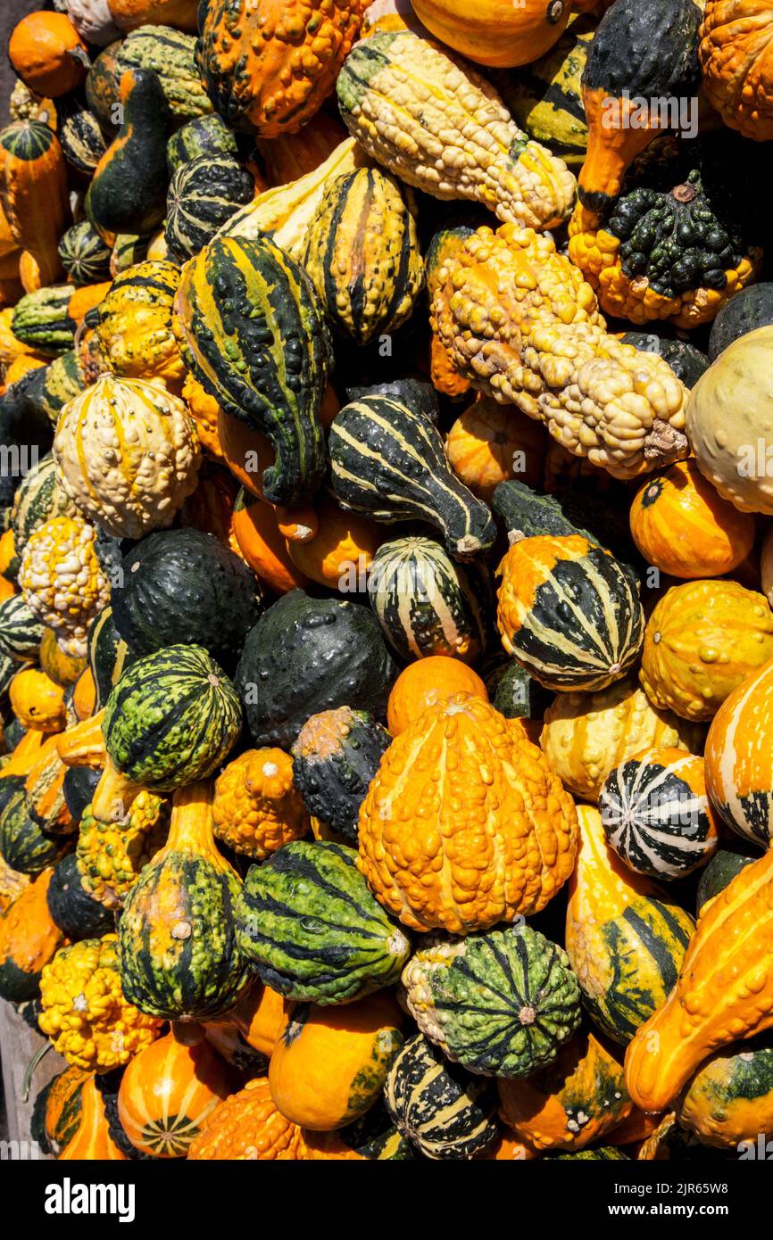 Colourful Autumn gourds & squash group, New Jersey, NJ USA US autumn vertical farming vertical