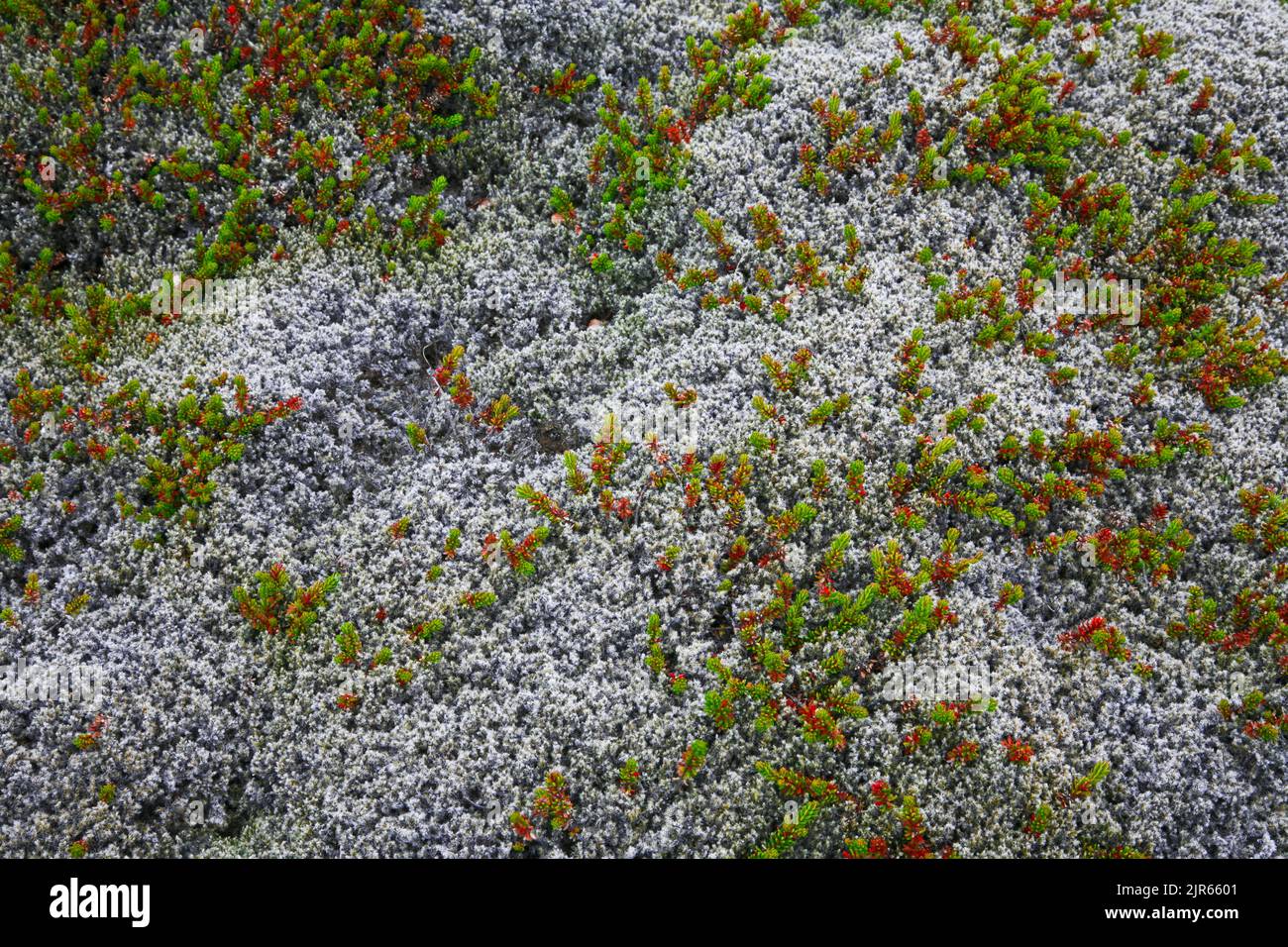 Close up Reindeer moss, Cladonia rangeferina, wildflower growing on lava landscape Arctic Tundra plants, Iceland Stock Photo