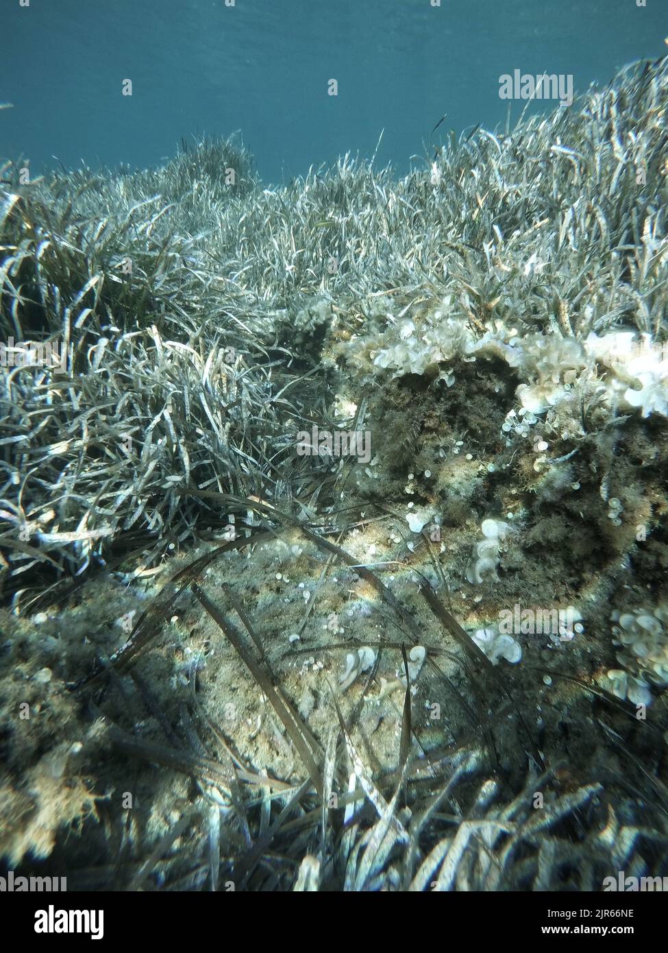 underwater landscape of the Mediterranean Sea Stock Photo