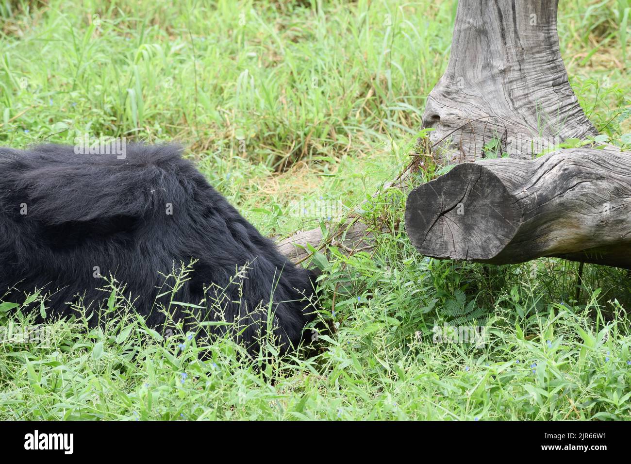 Indian bear is taking rest on grass field at wildlife sanctuary. Stock Photo