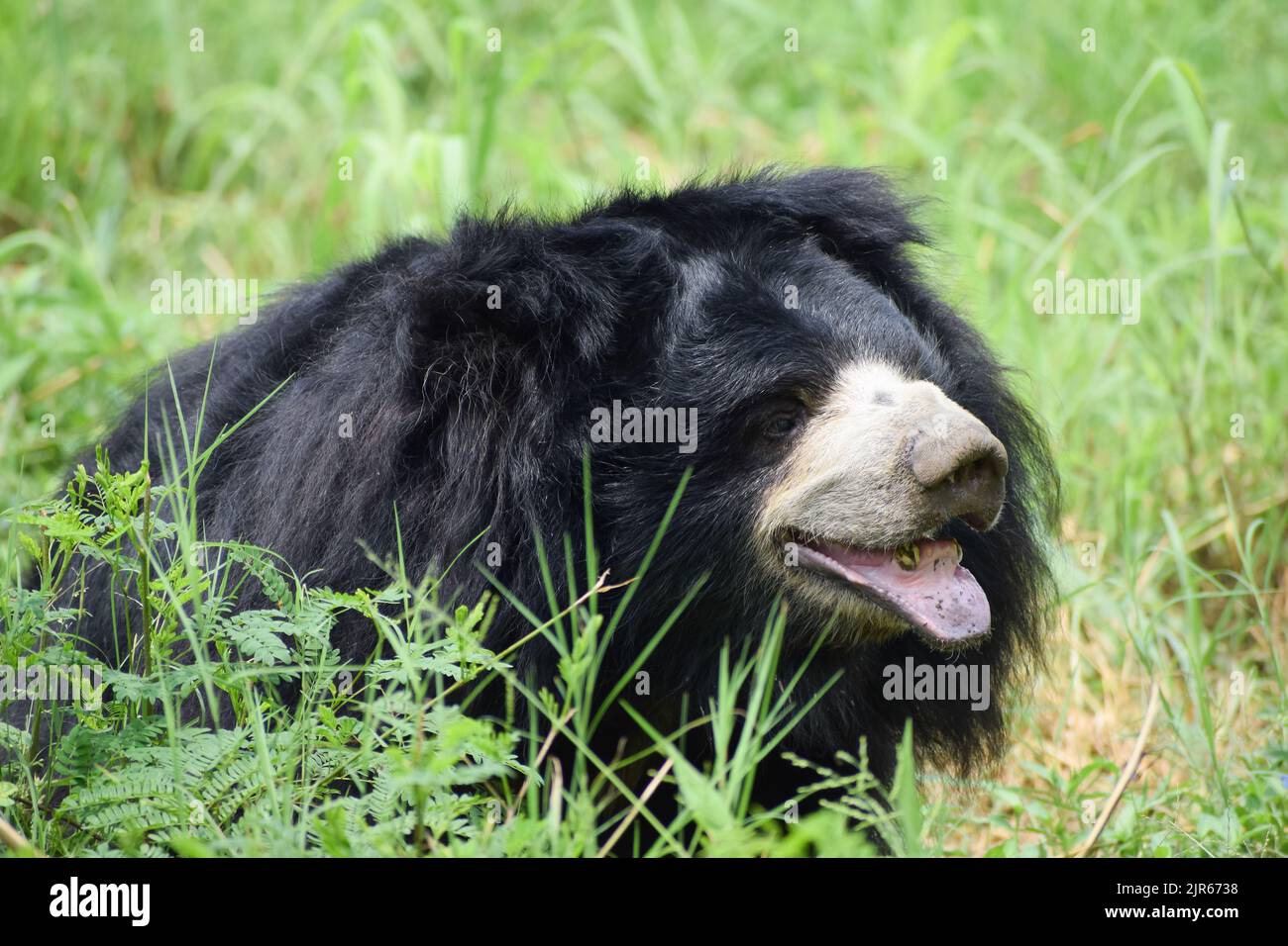Indian bear is taking rest on grass field at wildlife sanctuary. Stock Photo