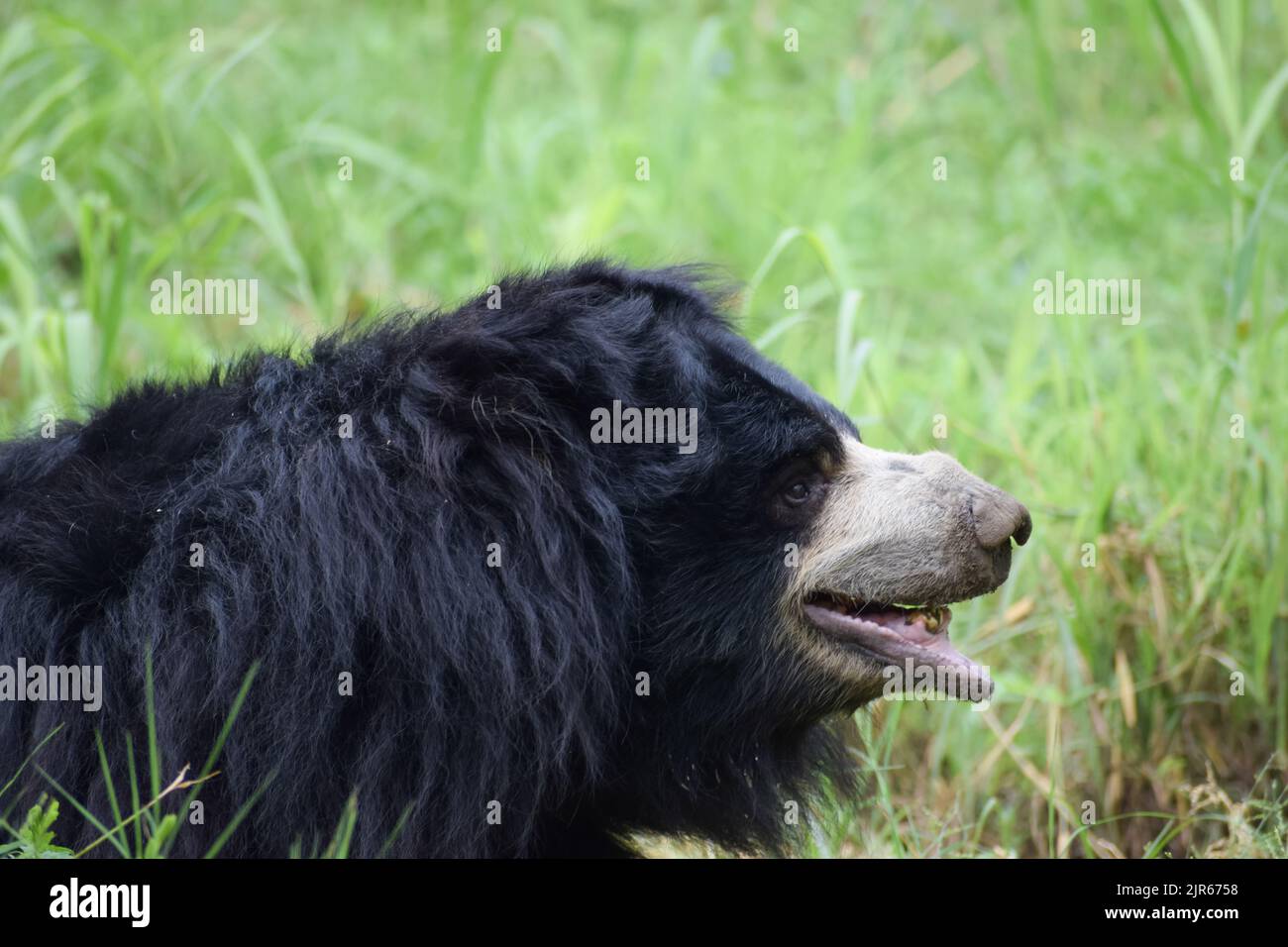 Indian bear is taking rest on grass field at wildlife sanctuary. Stock Photo
