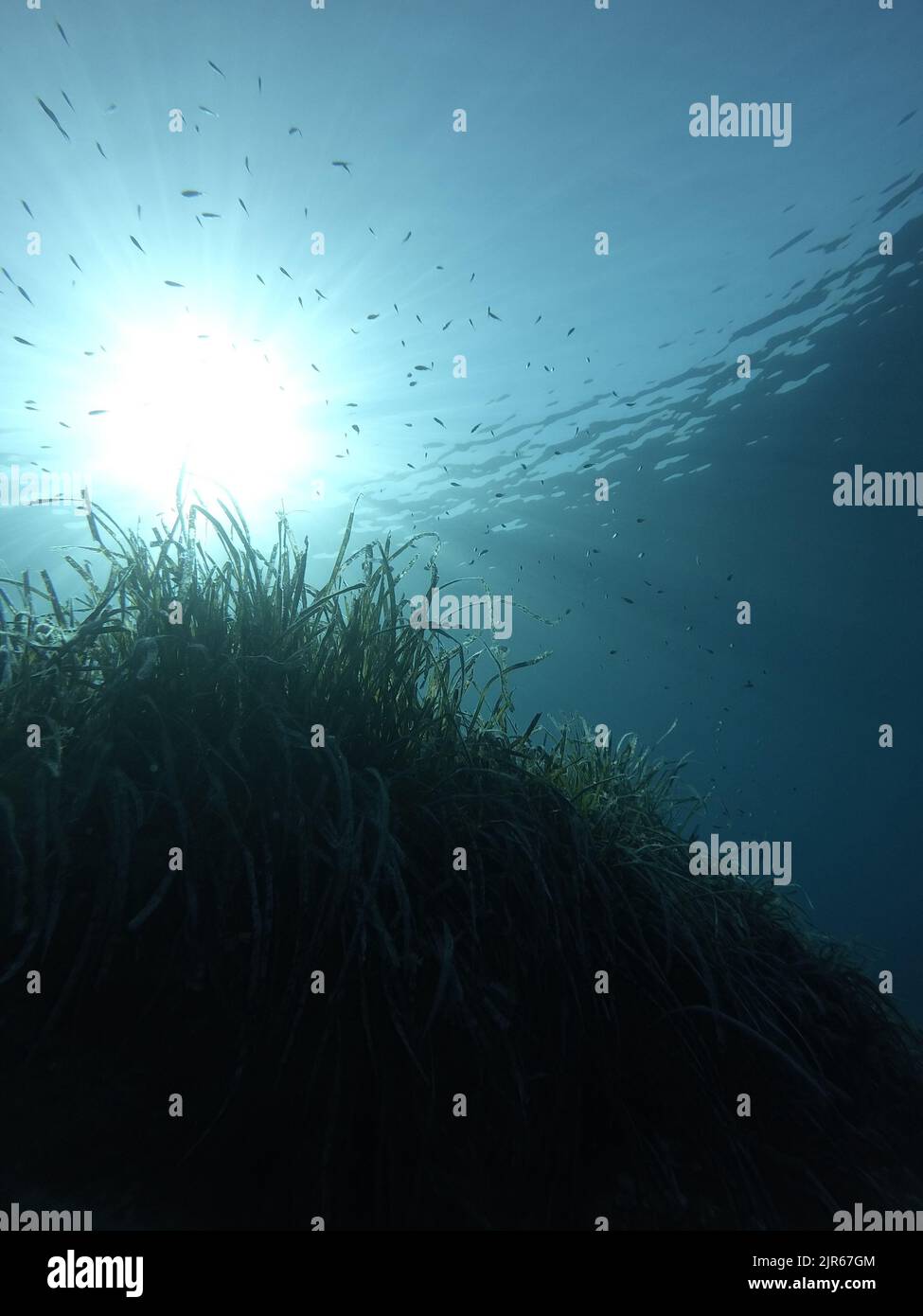 underwater landscape of the Mediterranean Sea Stock Photo