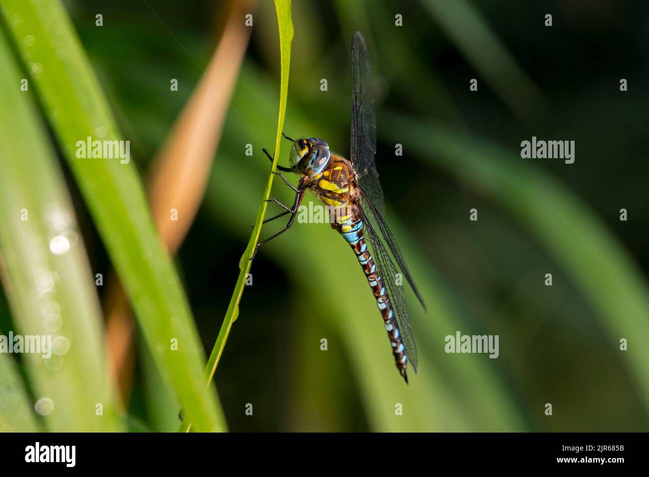 Migrant hawker (Aeshna mixta) male, smaller species of hawker dragonflies, resting on leaf of aquatic plant along creek / stream in summer Stock Photo