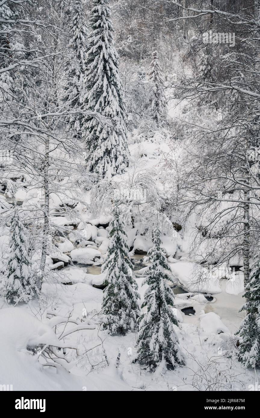 Winter landscape with fair trees under the snow Stock Photo - Alamy