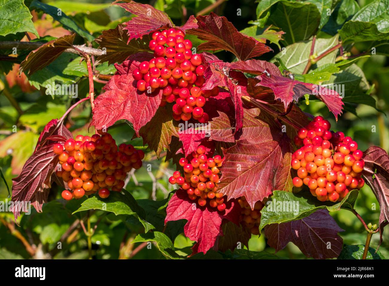 Guelder rose (Viburnum opulus) close-up of red berries / fruits and turned leaves showing autumn colours due to prolonged drought / heatwave in summer Stock Photo