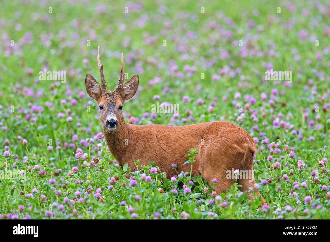 European roe deer (Capreolus capreolus) male / roebuck foraging in clover field / meadow in August in summer Stock Photo