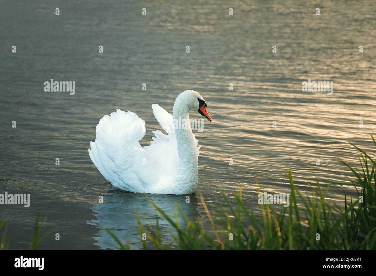 white swan swimming on lake at dawn (.Cygnus olor ) in natural environment Stock Photo