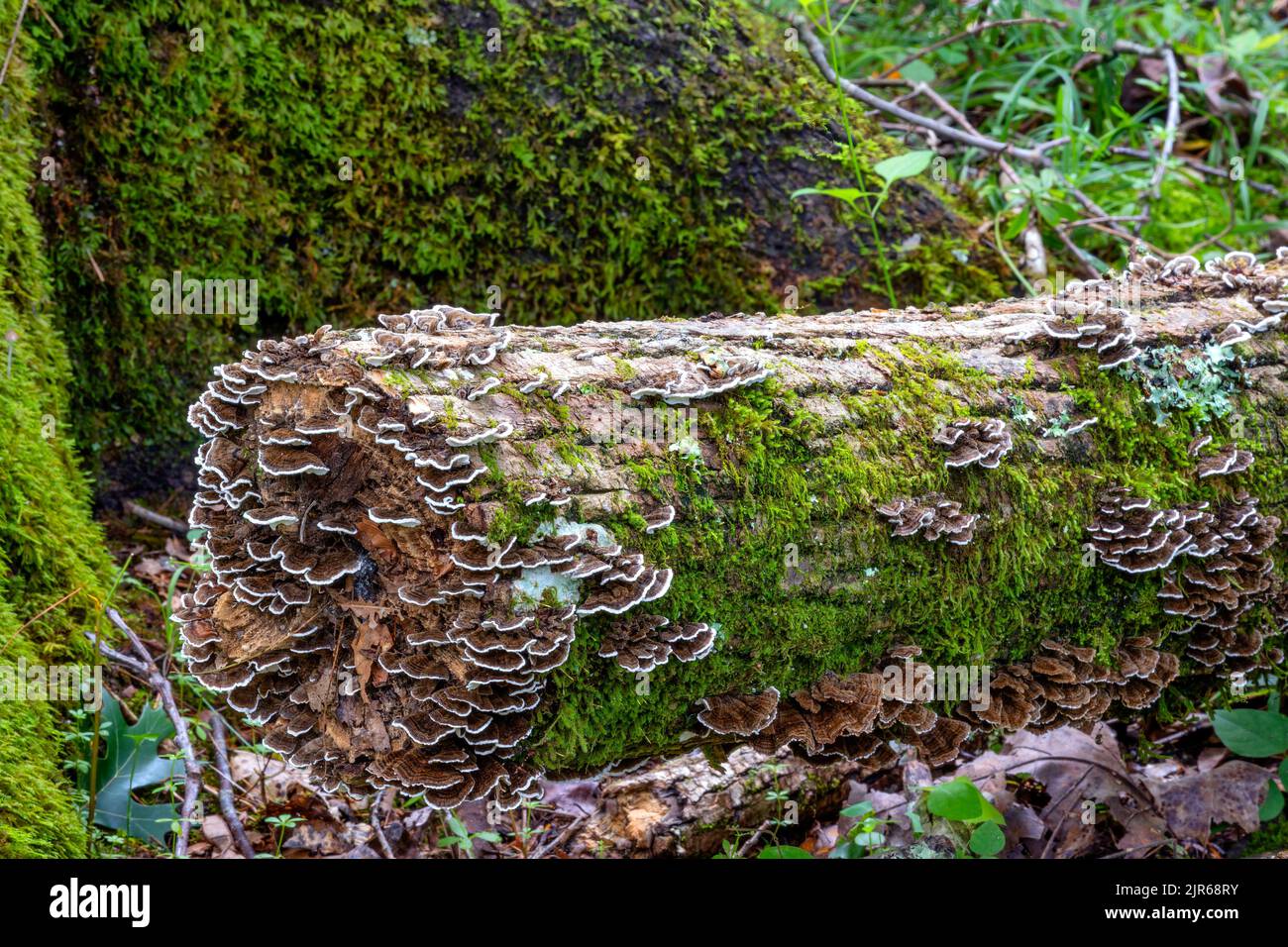 Beautiful fungi and moss grown on a down tree trunk in a forest. Stock Photo