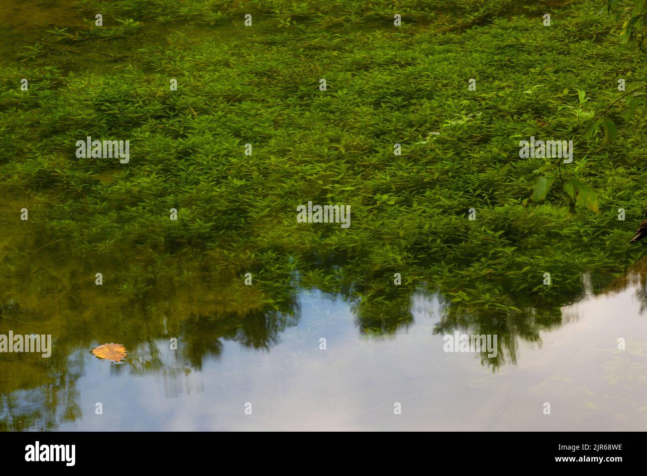 Underwater plants grow along the banks of the Holston River in Bristol, Tennessee Stock Photo