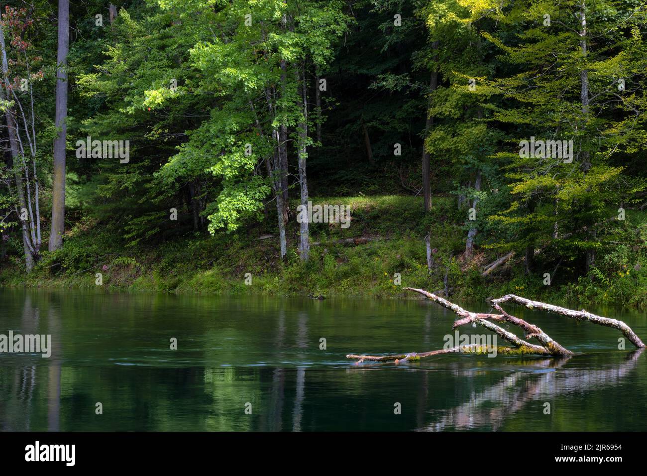 Fallen tree branches rise above the South Holston River in Bristol, Tennessee Stock Photo