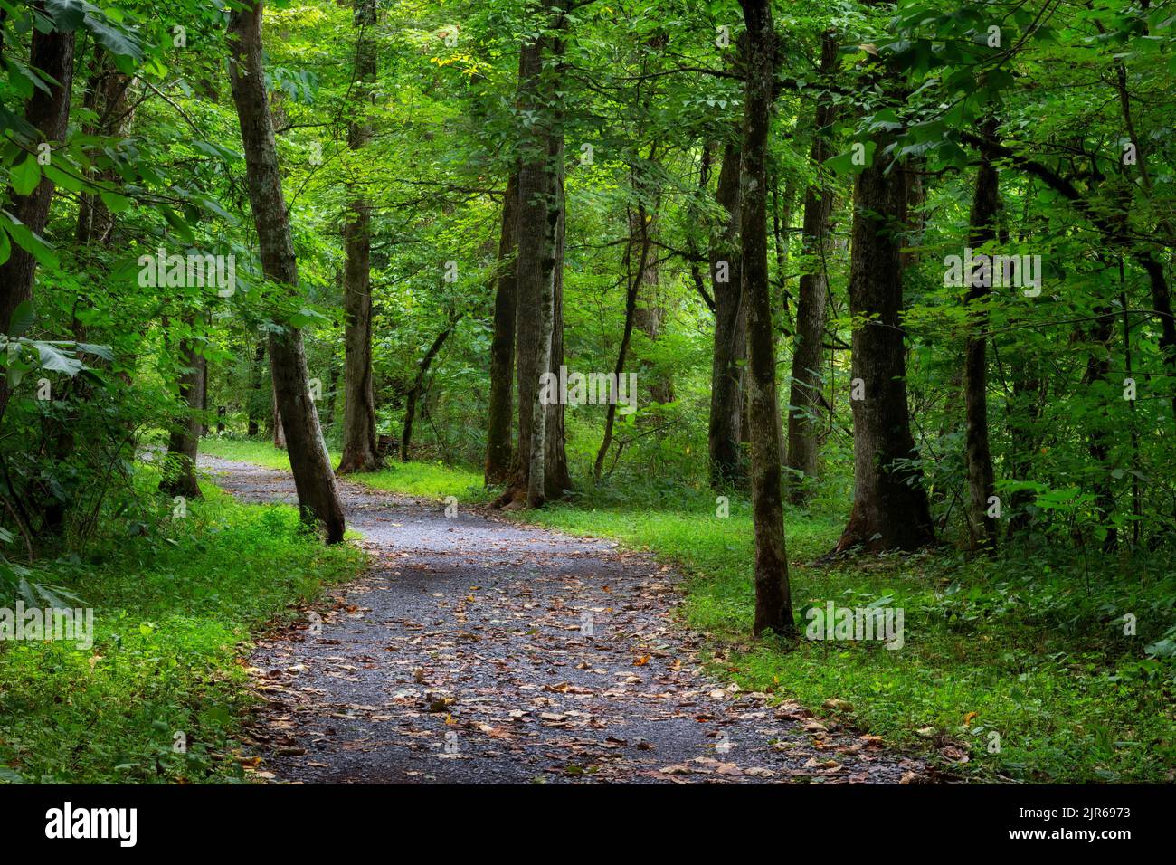 Graveled foot path leads through a wooded area along the South Houlston River in Bristrol, Tennessee Stock Photo
