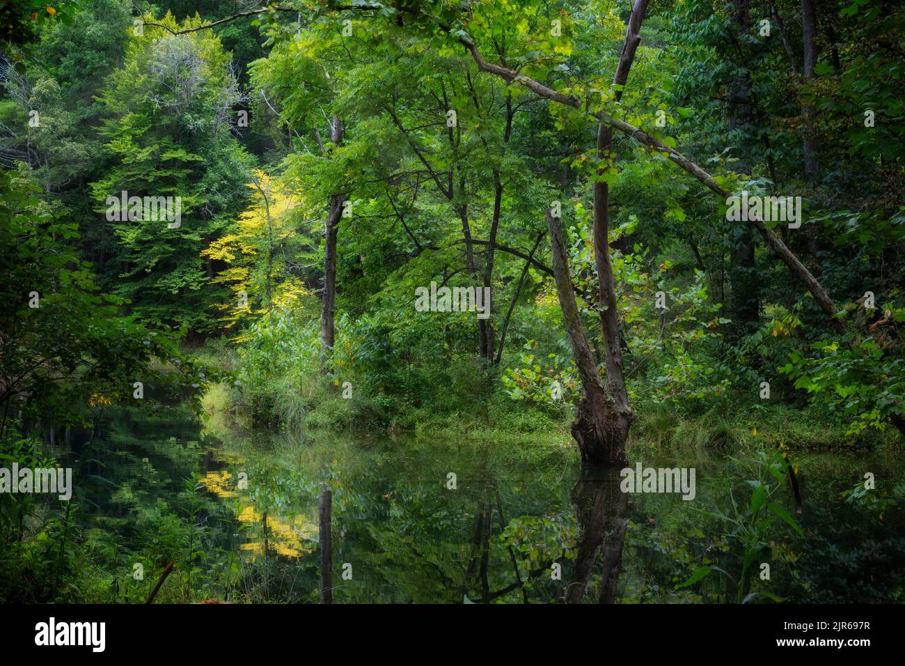 Beauty in nature a tranquil scene with still water refrecting the wooded area around it. Stock Photo