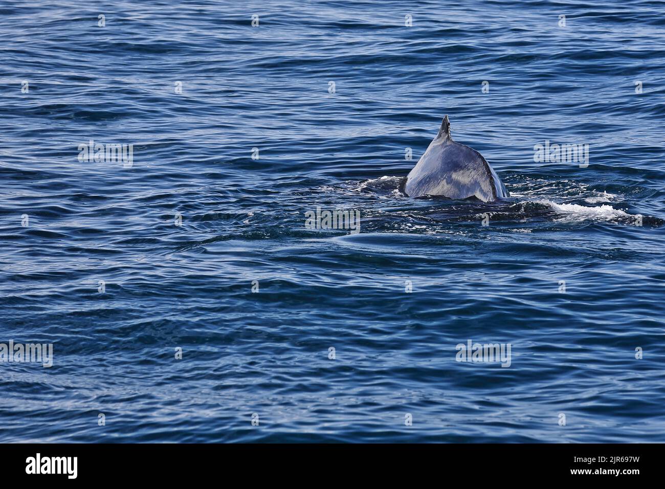 127 Southern humpback whale-Megaptera novaeangliae australis in Moreton Bay. Brisbane-Australia. Stock Photo